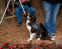 fallenwarriormemorialdogmemorial2495