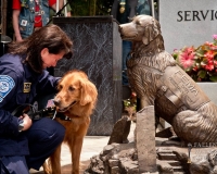 fallenwarriormemorialdogmemorial2631